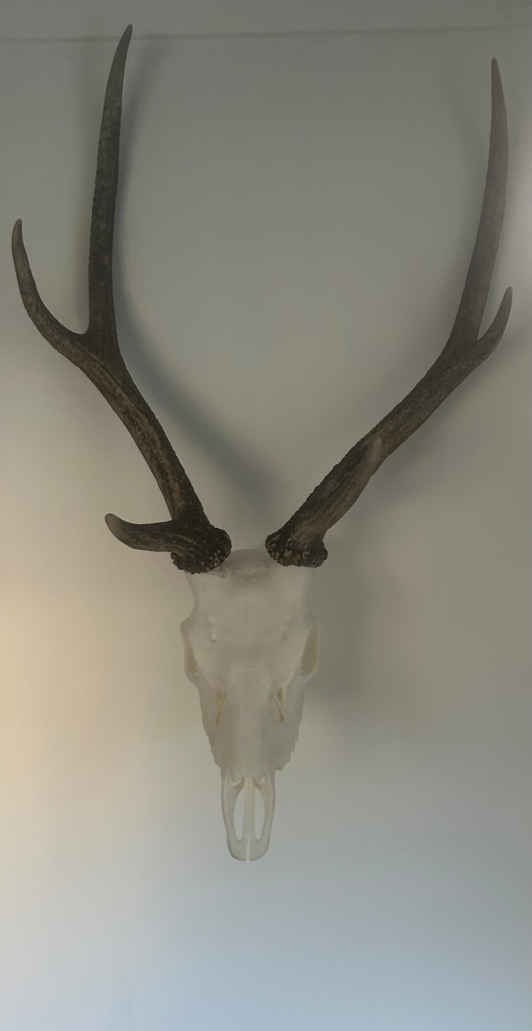 Antler Mount Full Skull