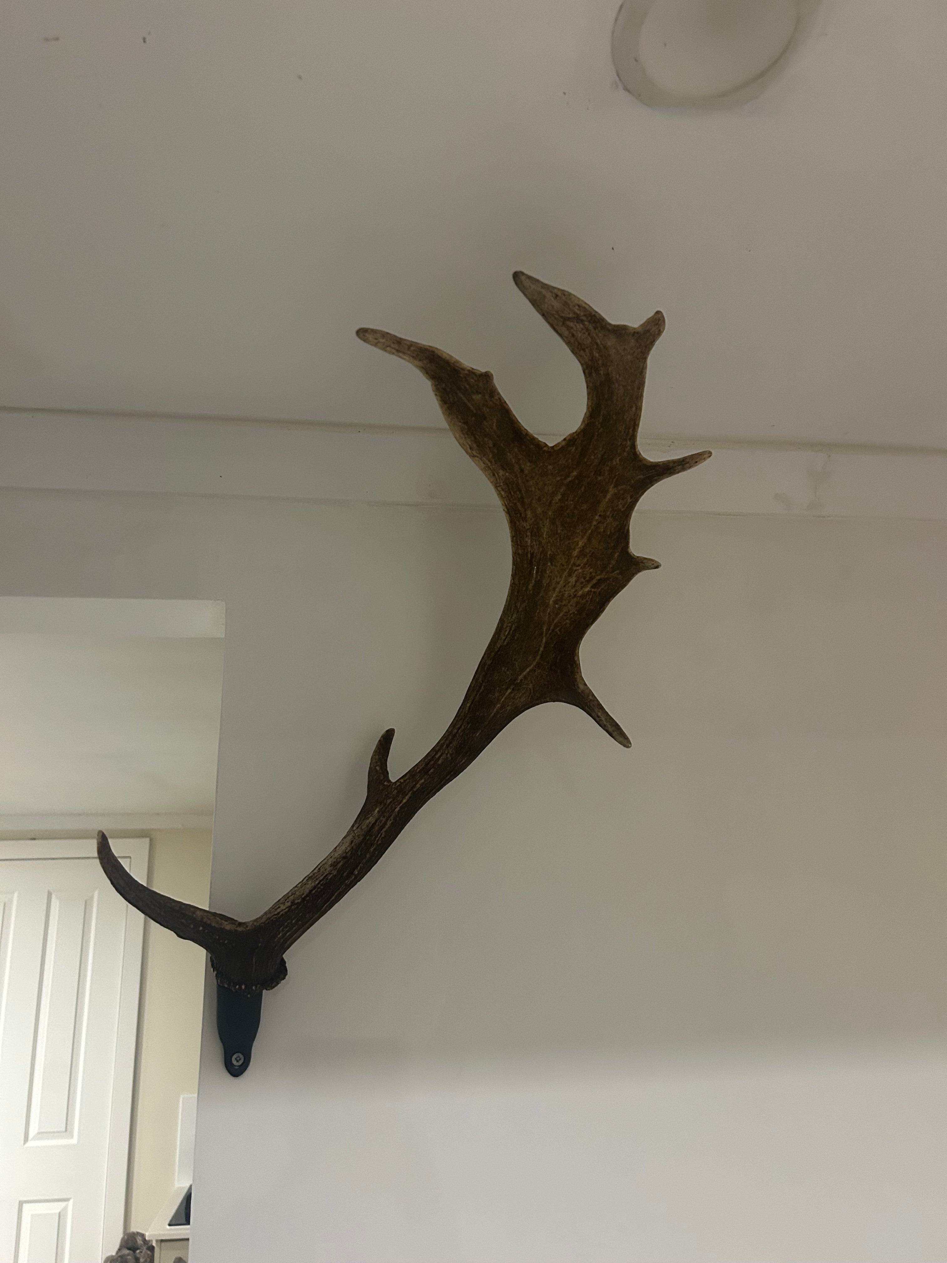 Antler Mount Single
