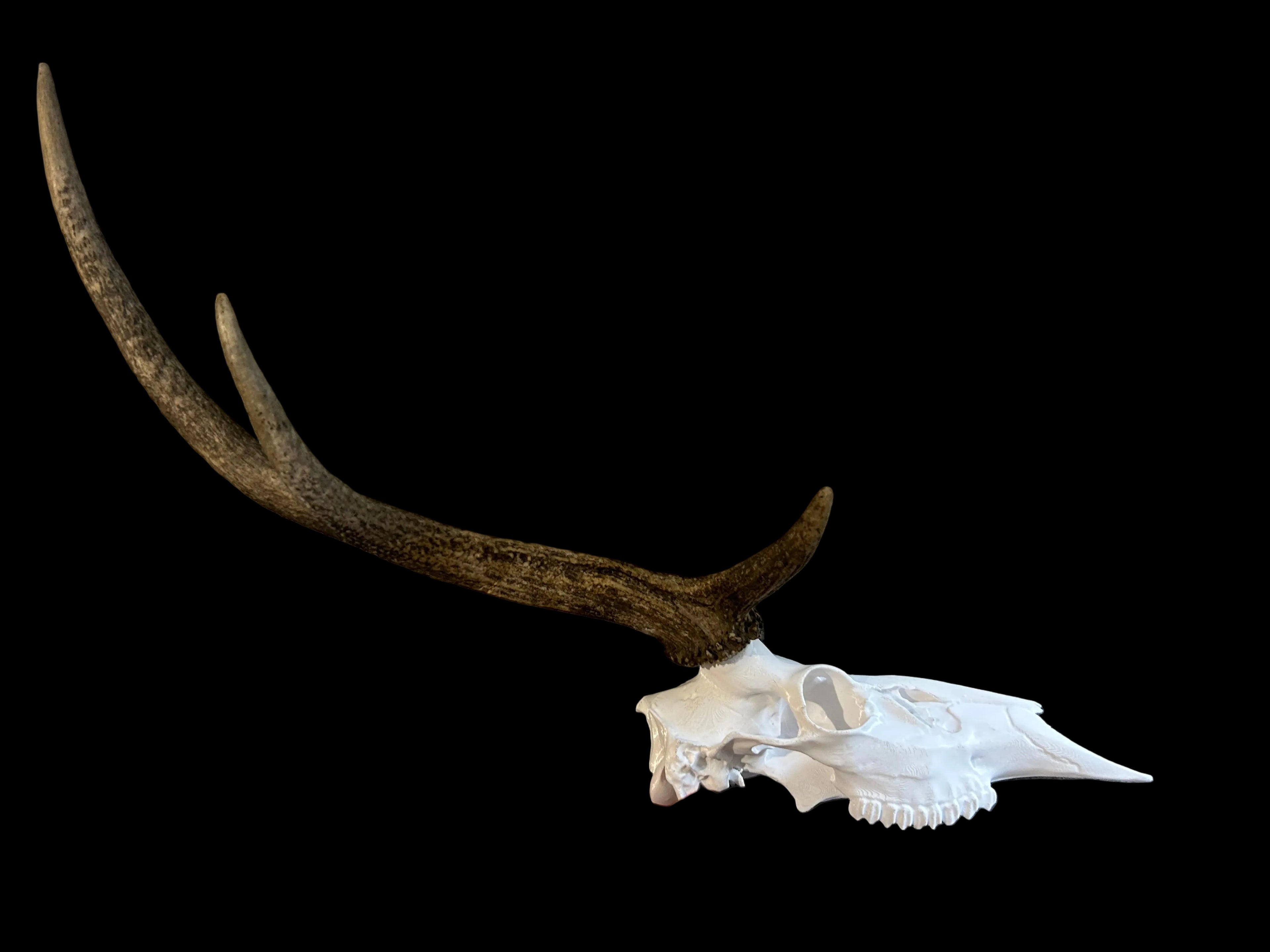 Antler Mount Half Skull