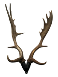Antler Mount Double