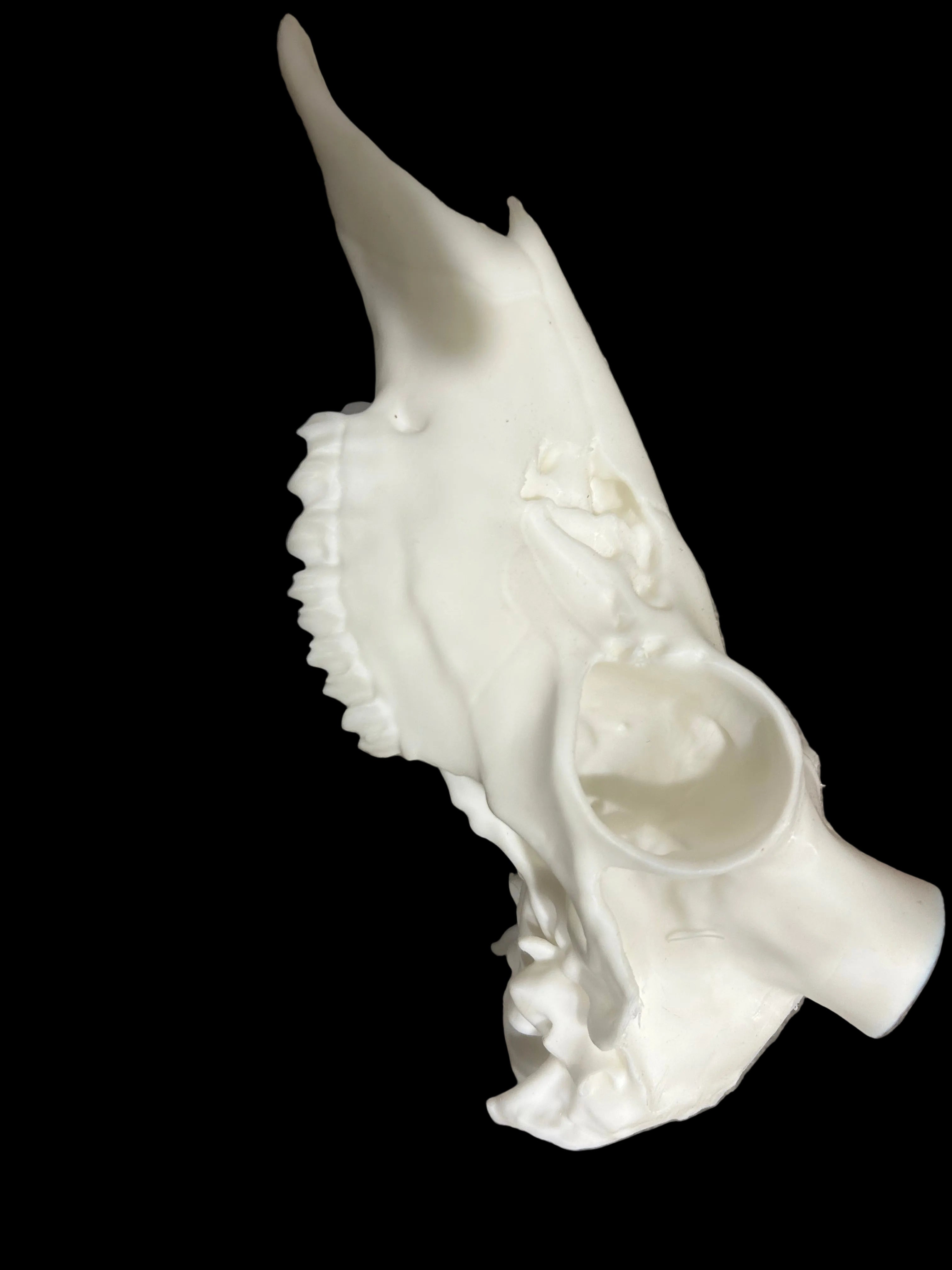 Antler Mount Full Skull
