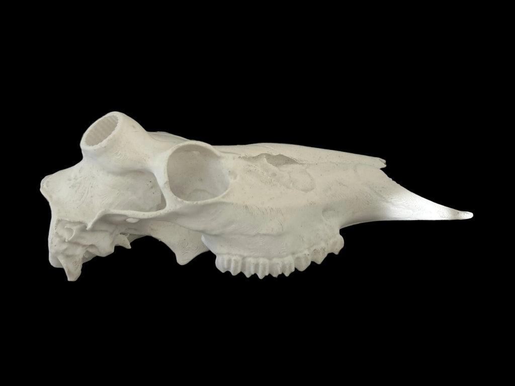 Antler Mount Half Skull