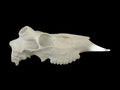 Antler Mount Half Skull